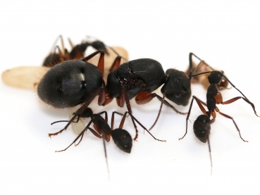 Camponotus brasiliensis